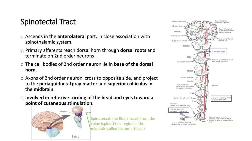 spinotectal spinotectal tract