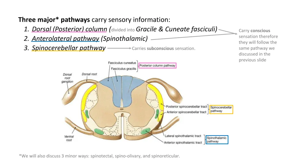 three major pathways carry sensory information