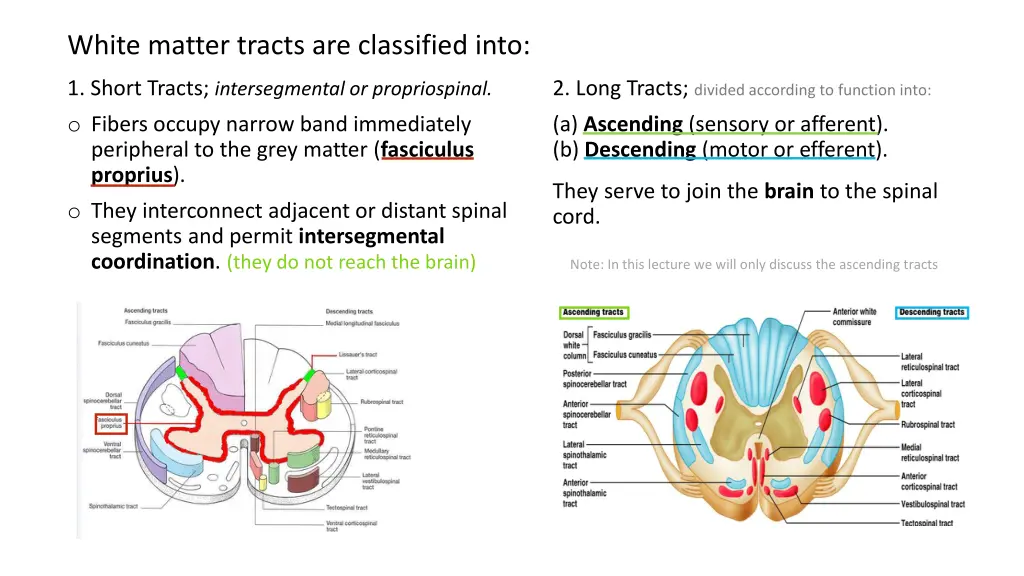 white matter tracts are classified into