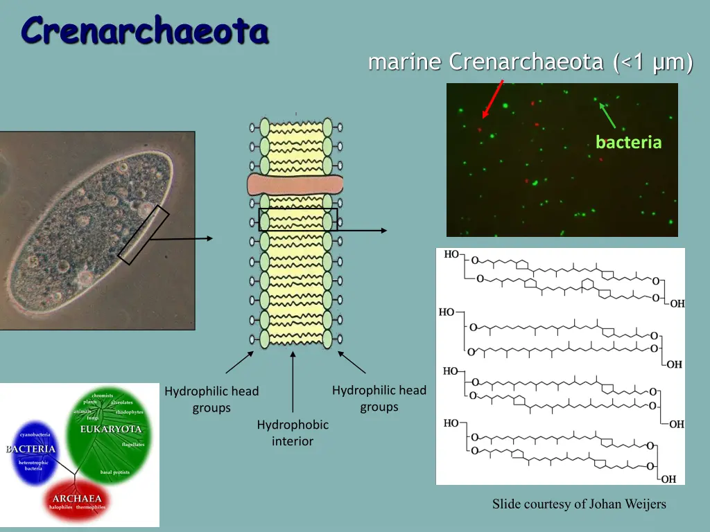 crenarchaeota