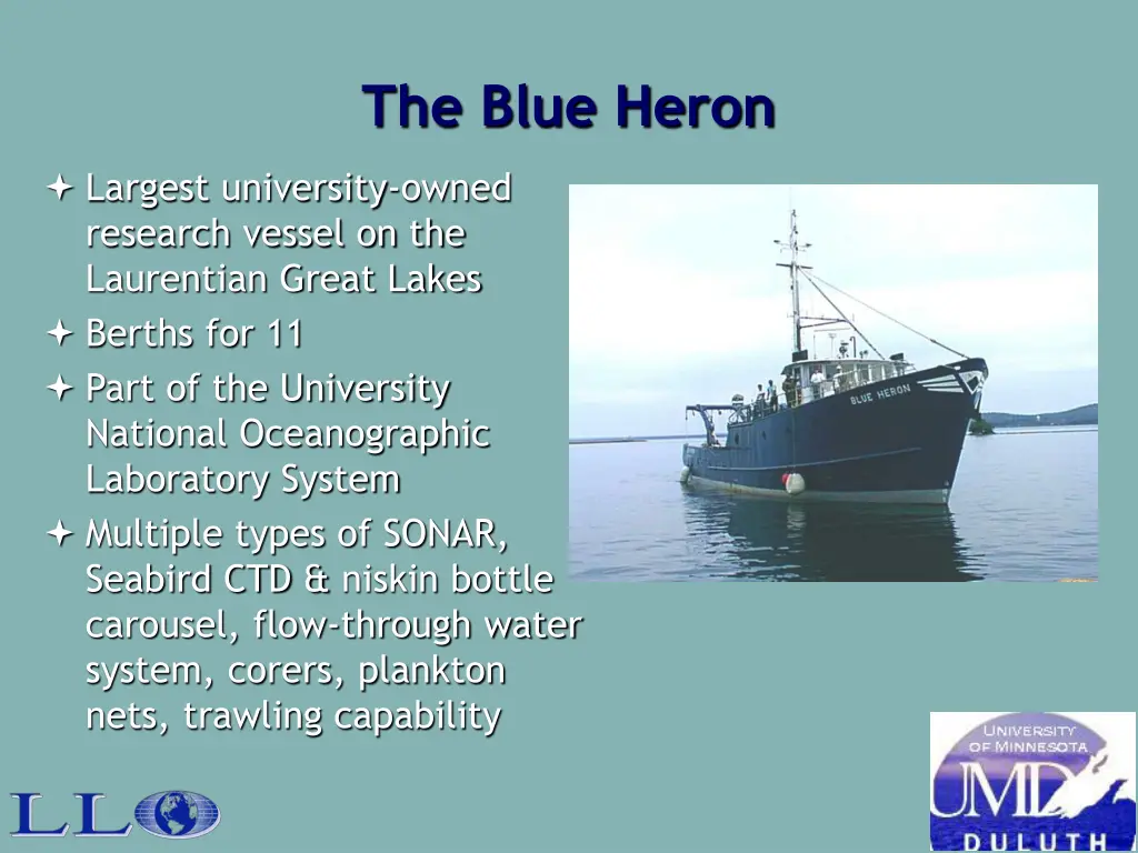 the blue heron