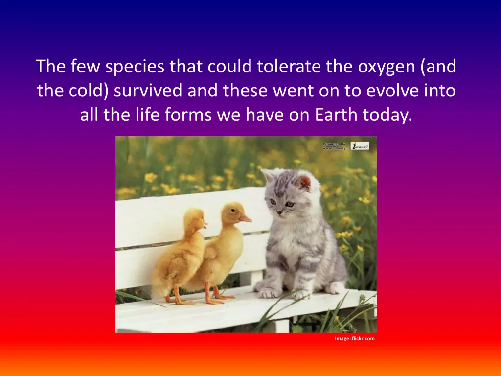 the few species that could tolerate the oxygen