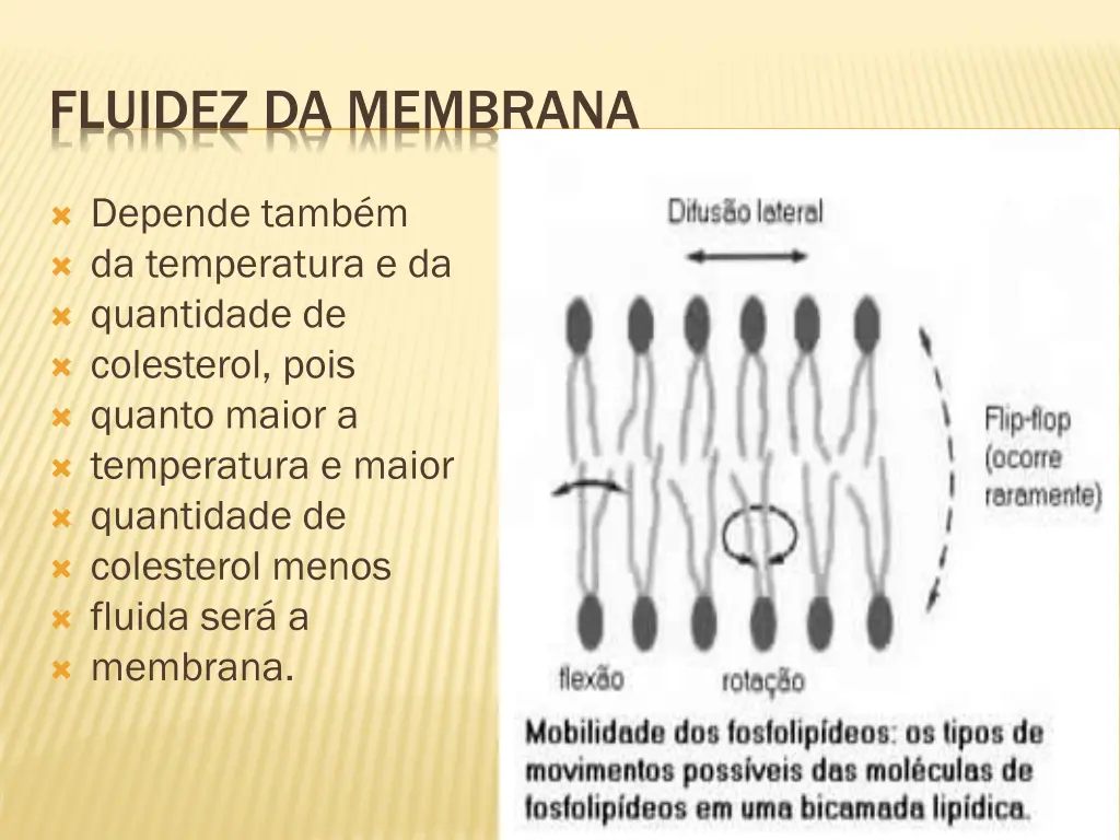 fluidez da membrana 1