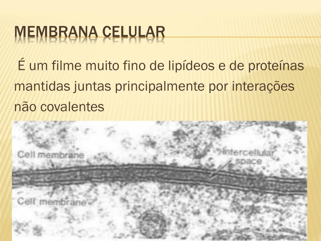 membrana celular 4