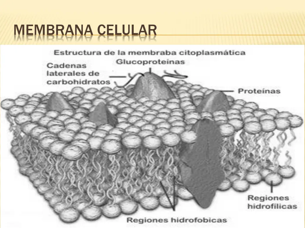 membrana celular 5