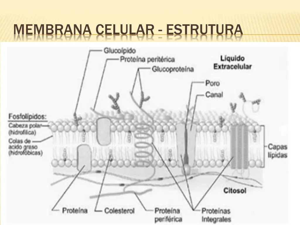 membrana celular estrutura 2