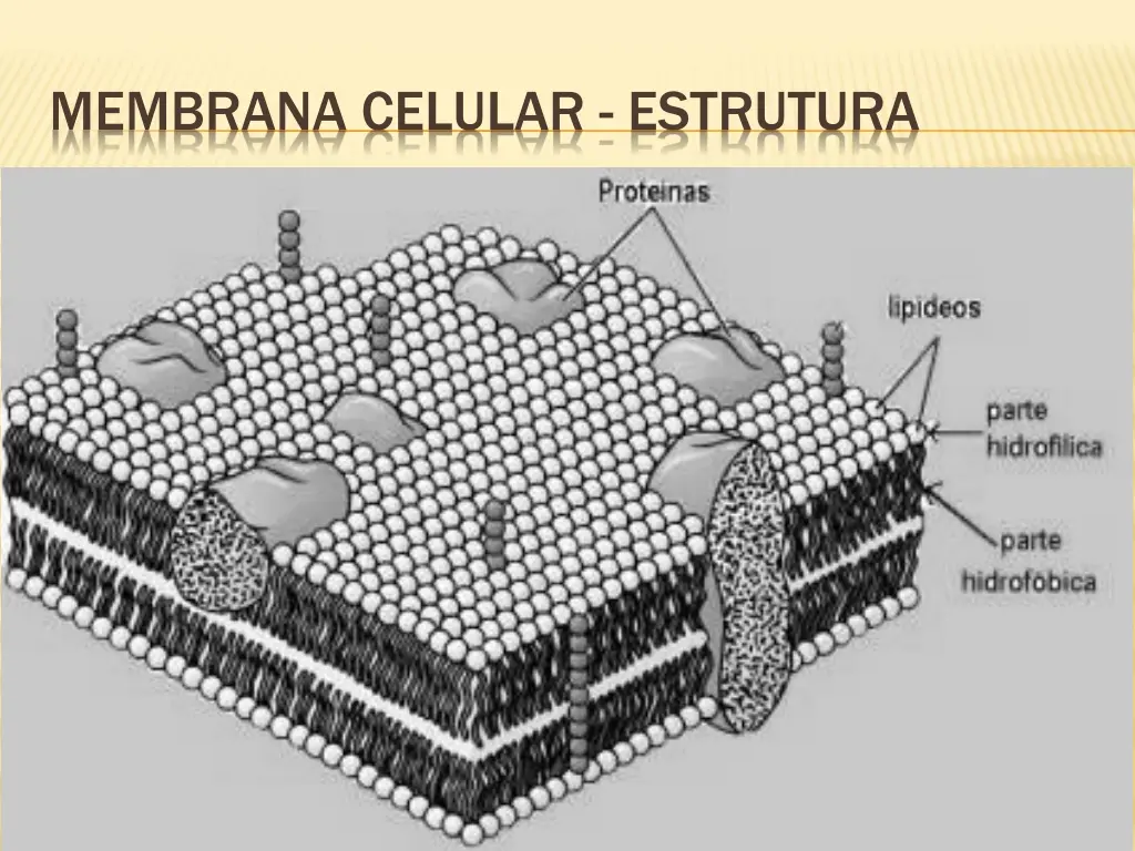 membrana celular estrutura 3