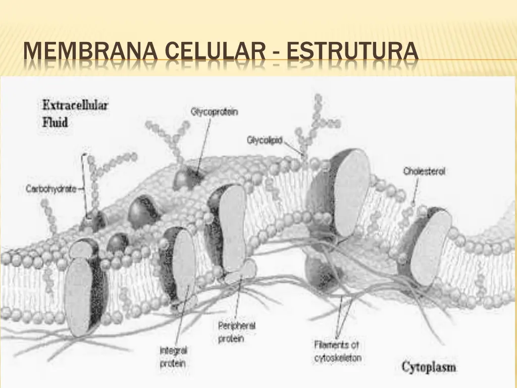 membrana celular estrutura 5