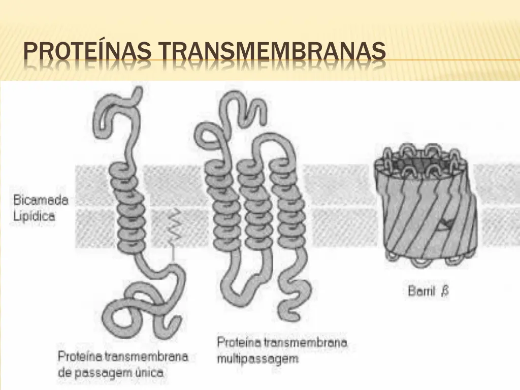 prote nas transmembranas