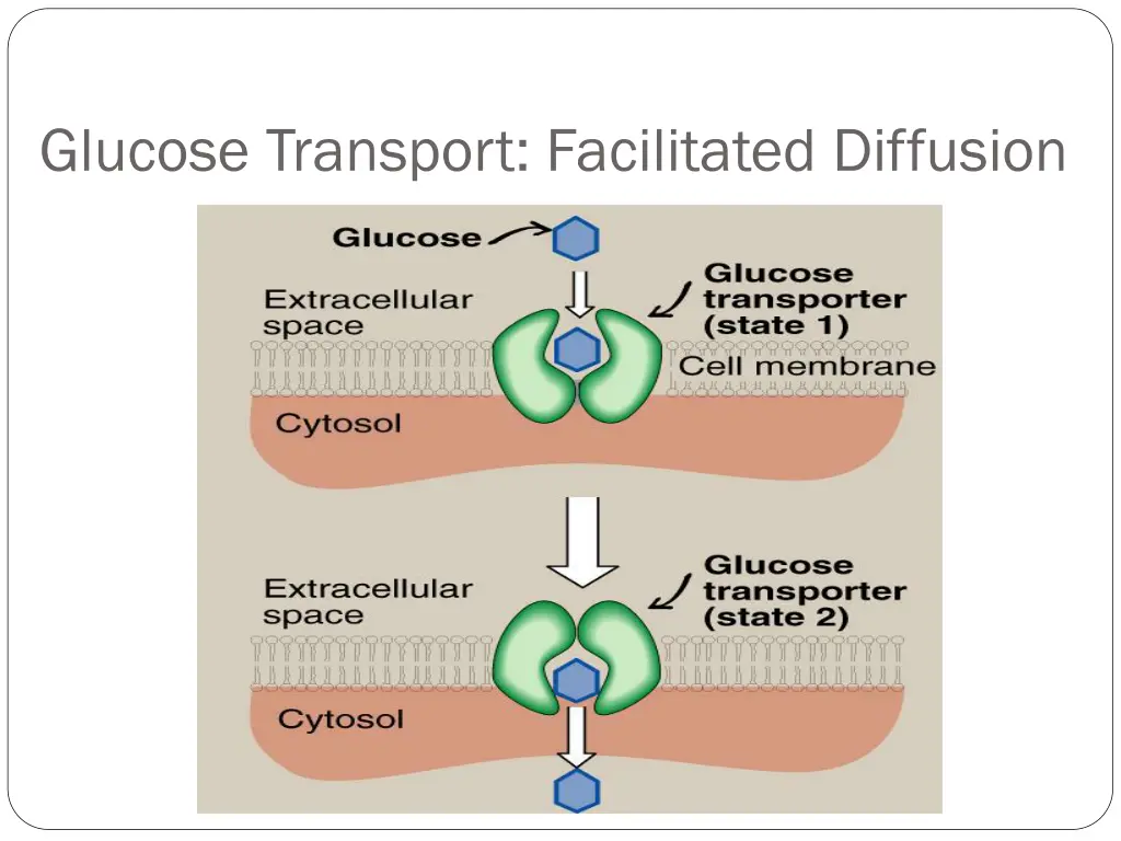 glucose transport facilitated diffusion