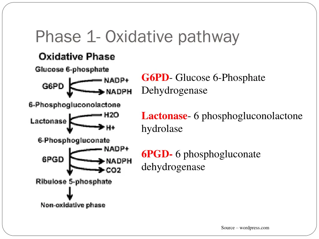 phase 1 oxidative pathway