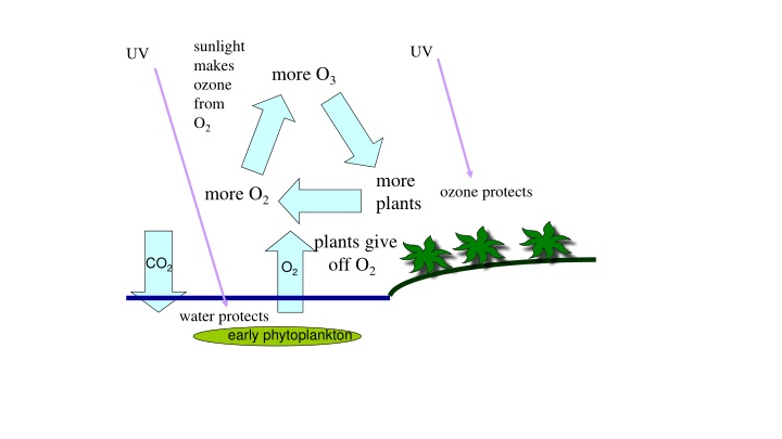 sunlight makes ozone from o 2