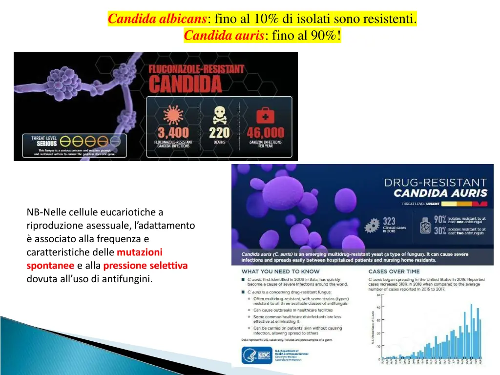 candida albicans fino al 10 di isolati sono