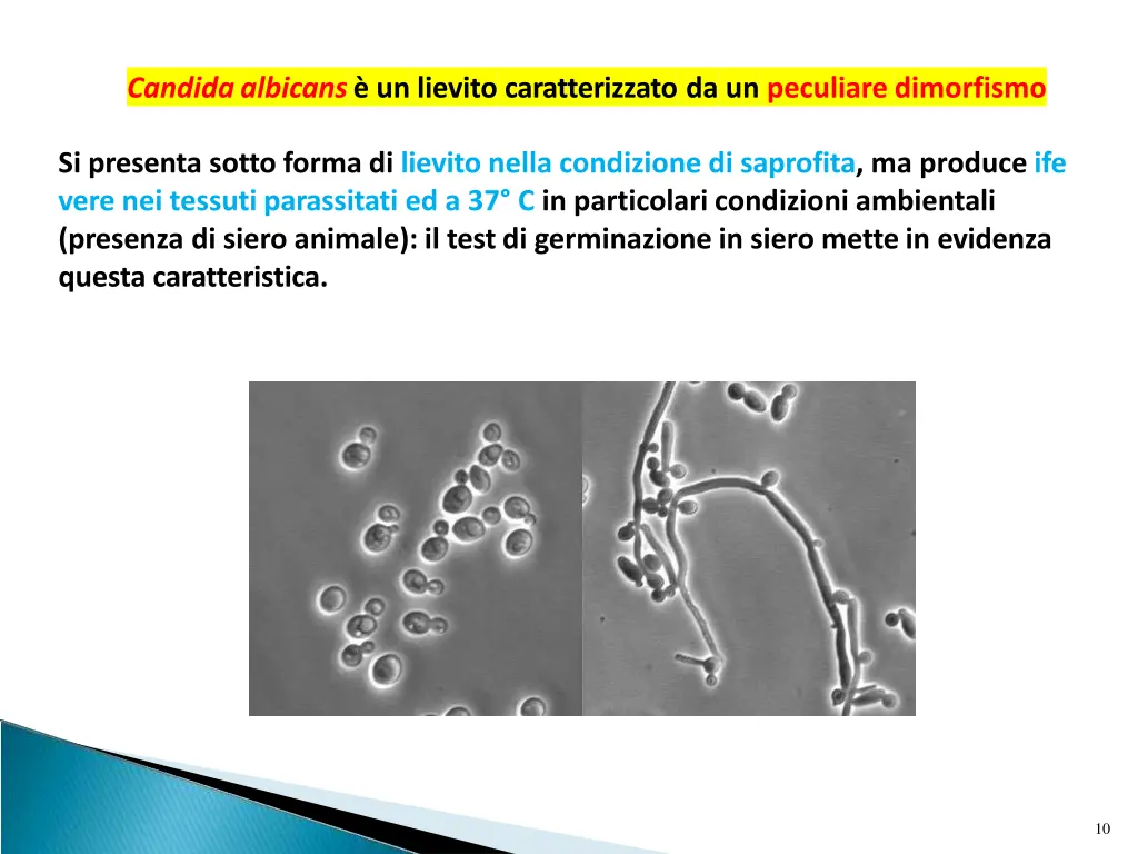 candidaalbicans un lievito caratterizzato