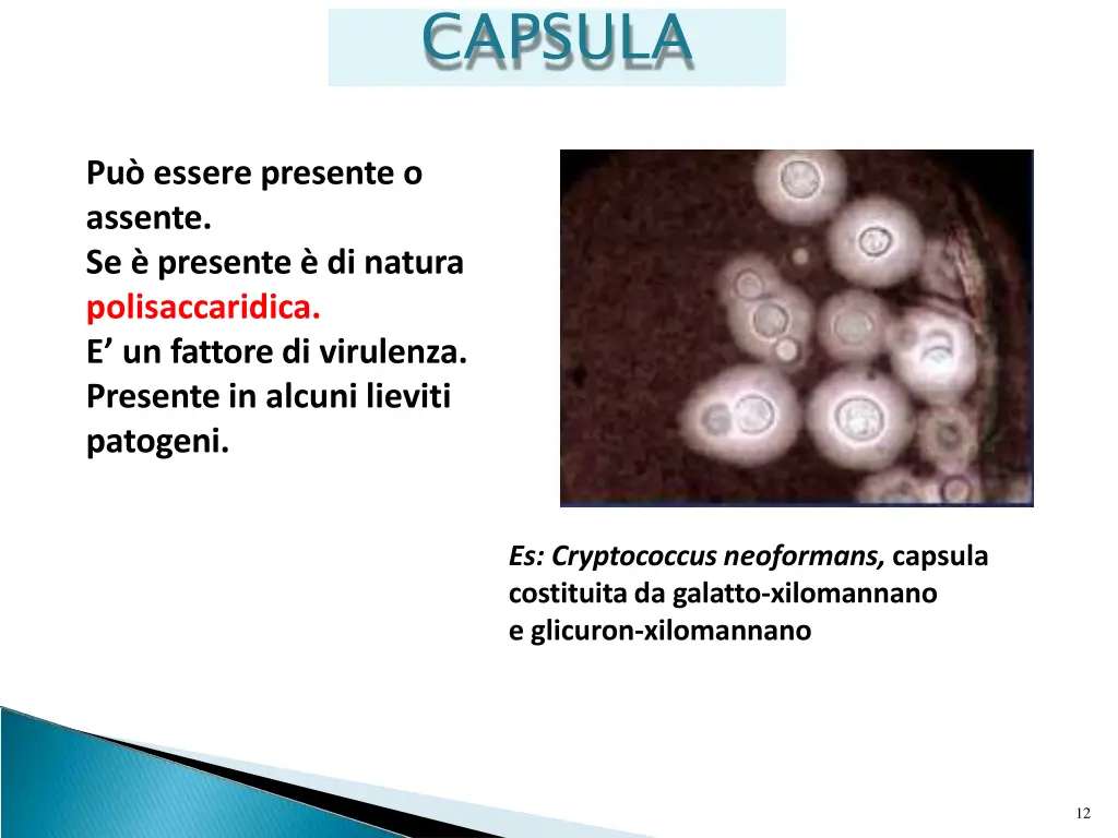 capsula