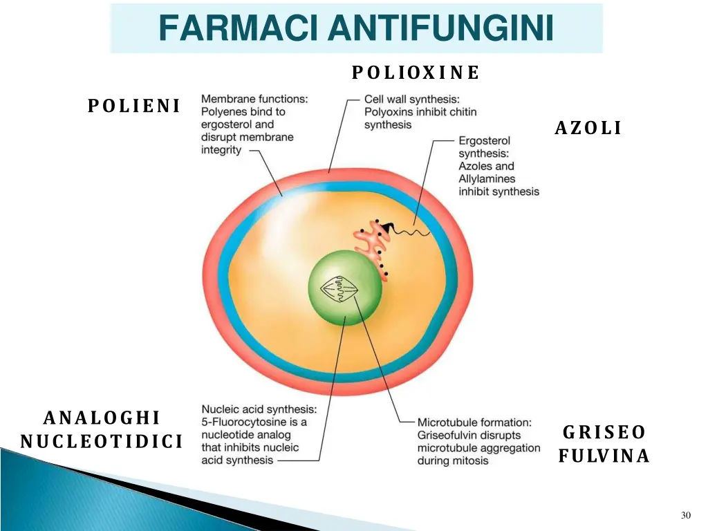 farmaci antifungini