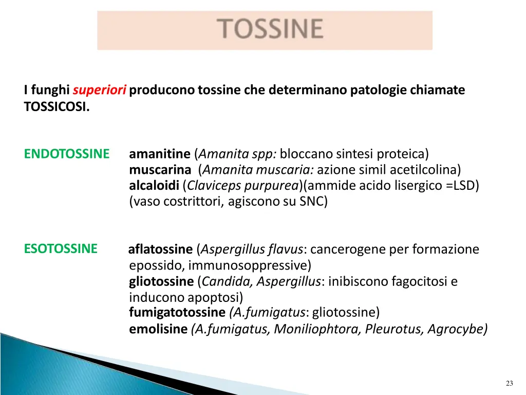 i funghi superiori produconotossine