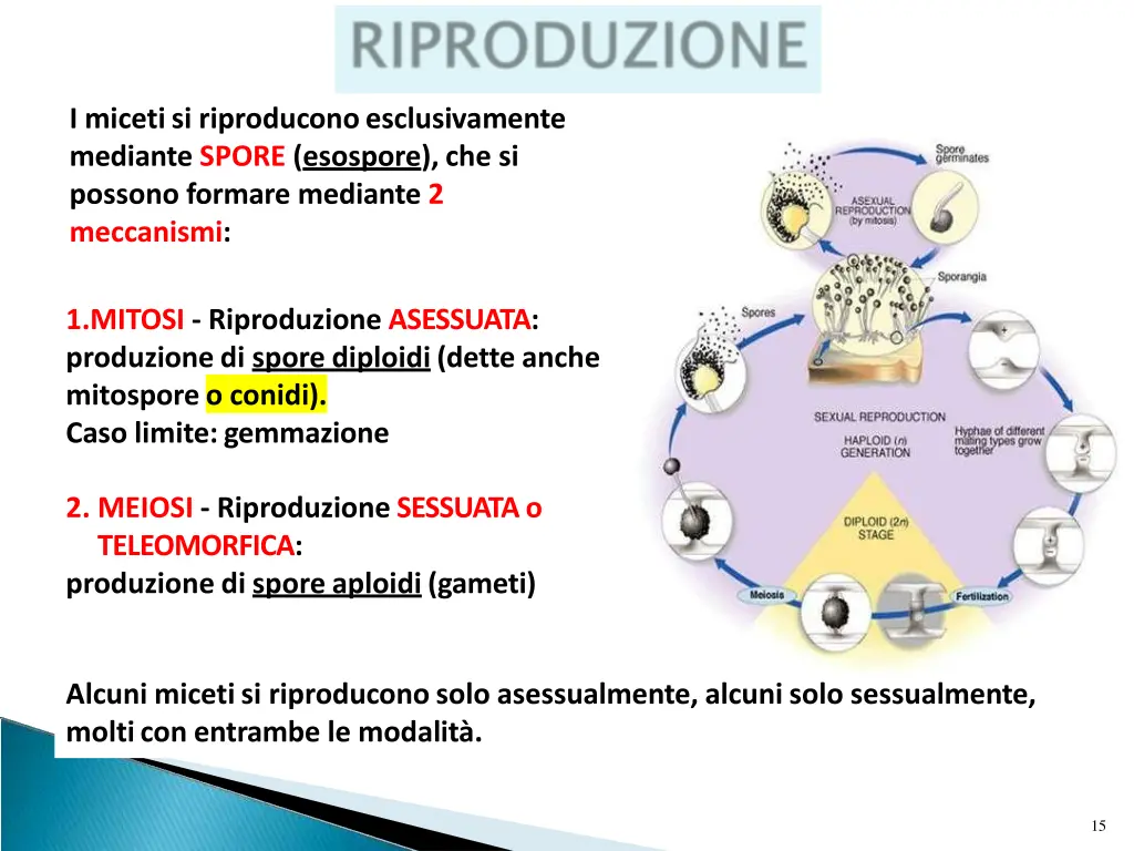 i micetisi riproduconoesclusivamente mediante