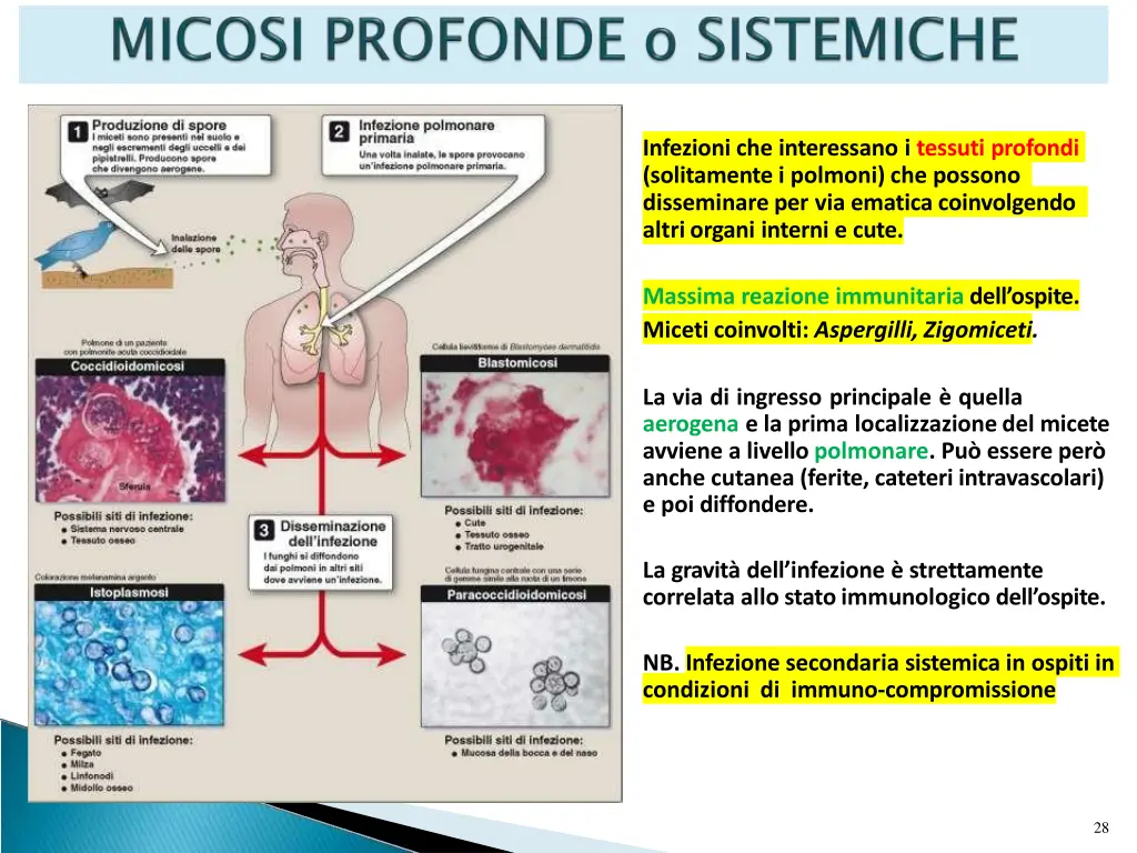 infezioni che interessano i tessuti profondi