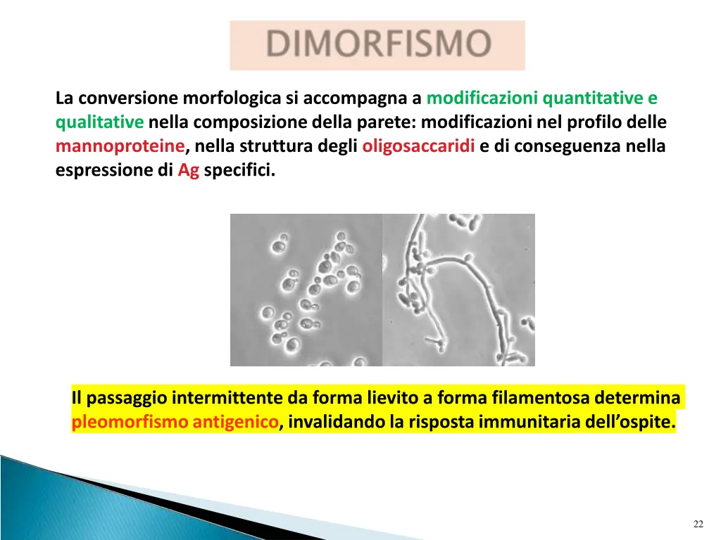 la conversione morfologica si accompagna