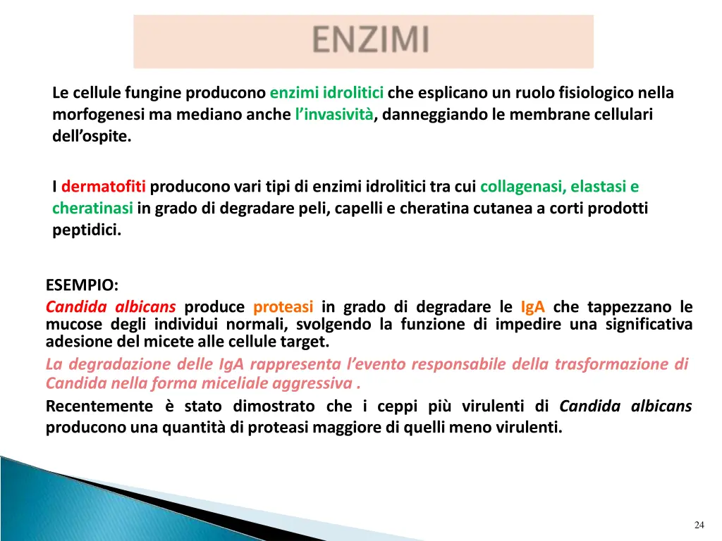 le cellule fungine producono enzimi idrolitici