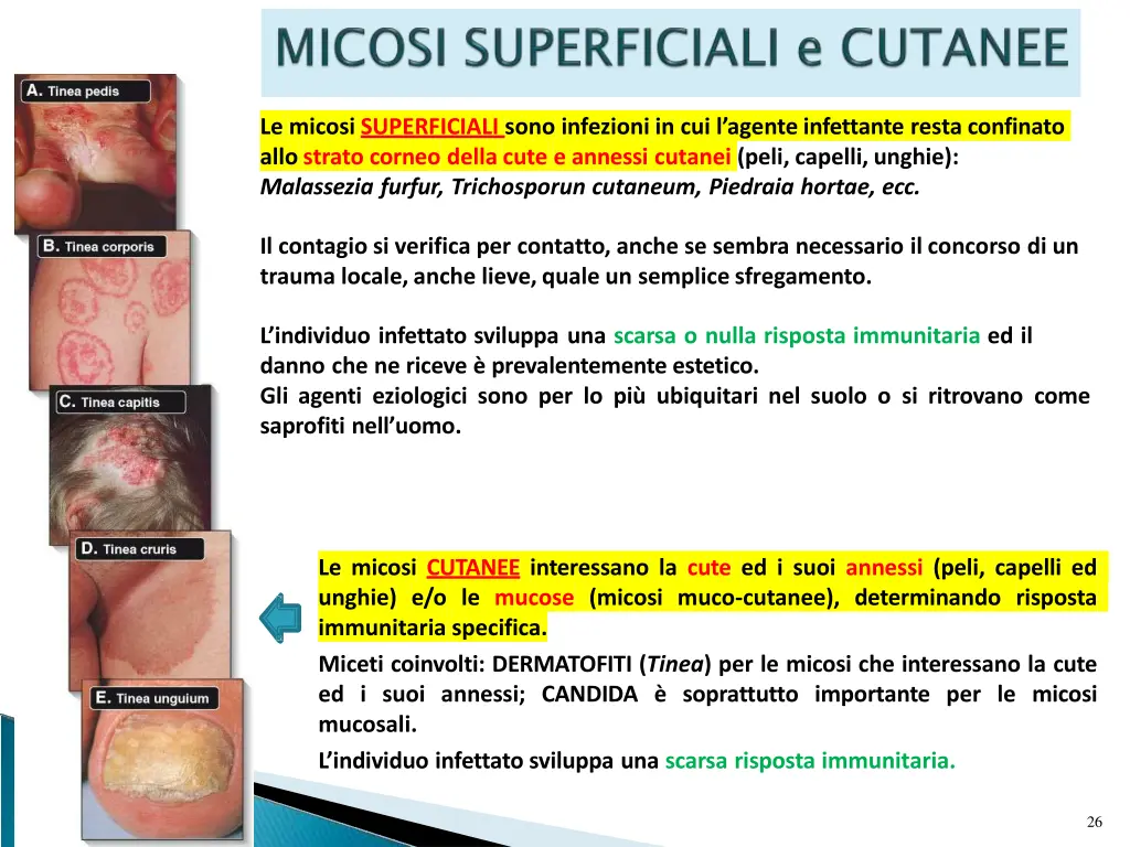 le micosi superficiali sono infezioni