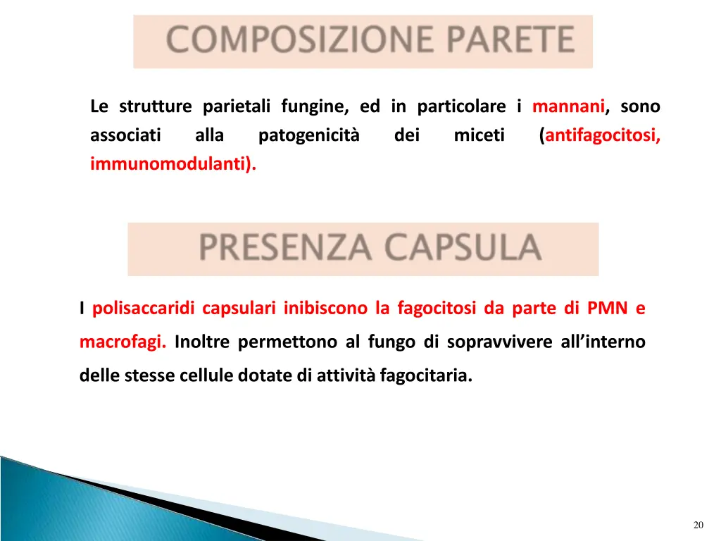 le strutture parietali fungine ed in particolare