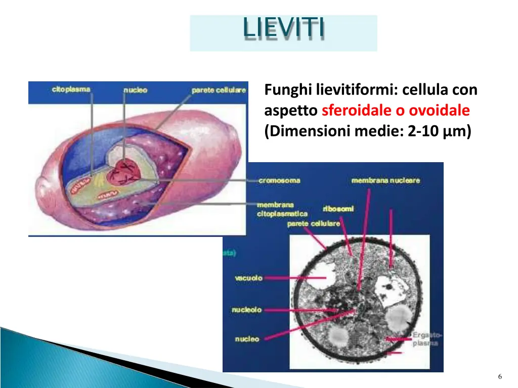 lieviti