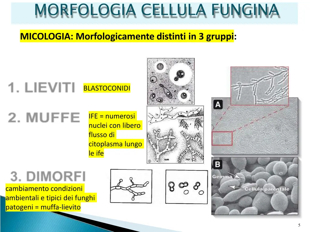 morfologia cellula fungina