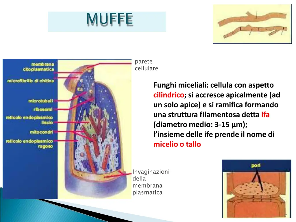 muffe