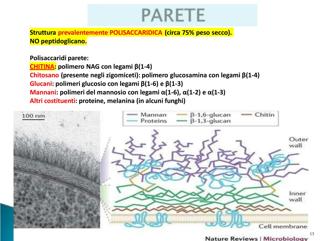 struttura prevalentemente polisaccaridica circa