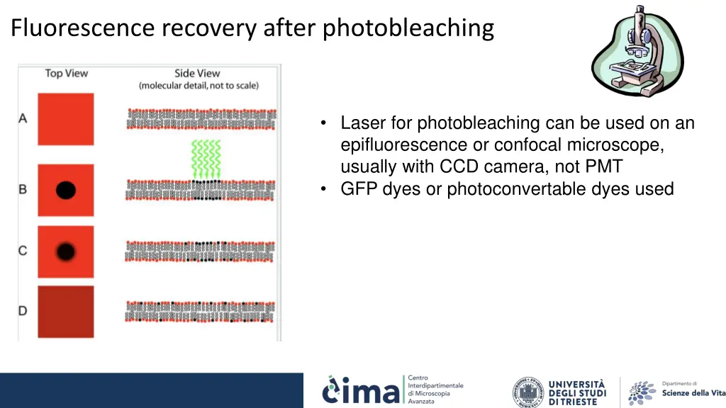 fluorescence recovery after photobleaching 1