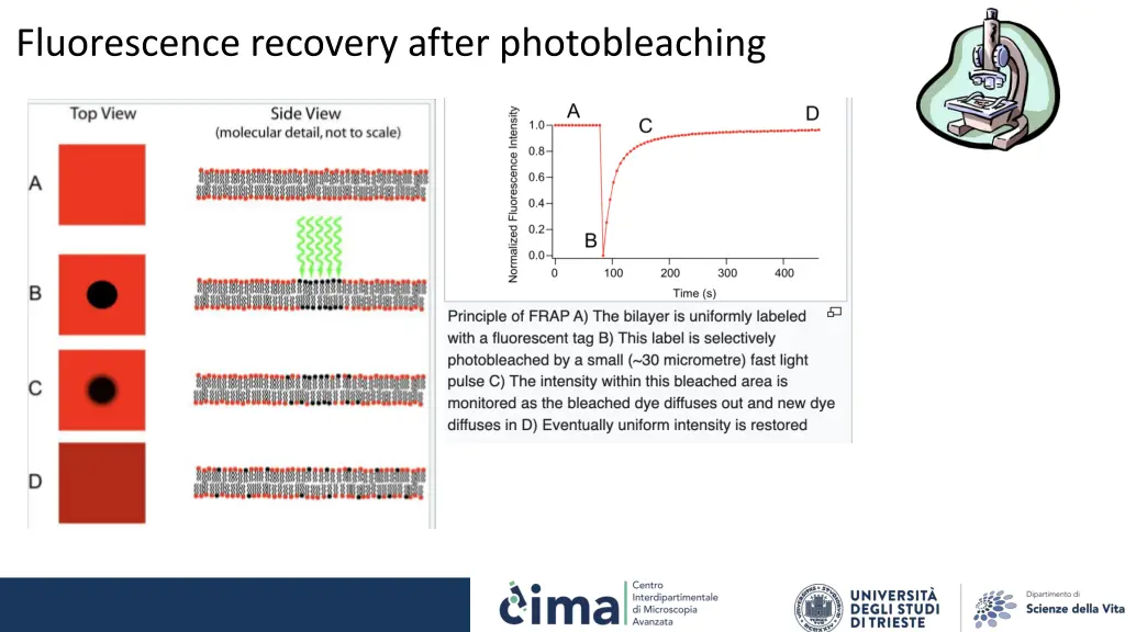 fluorescence recovery after photobleaching