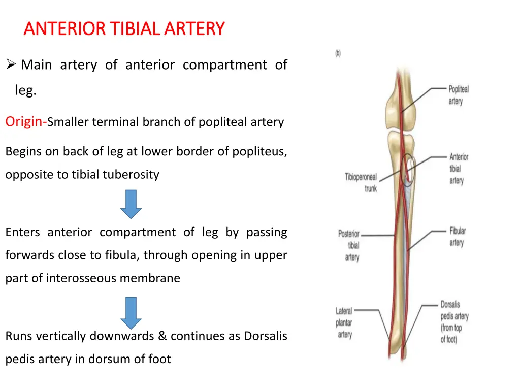 anterior anterior tibial