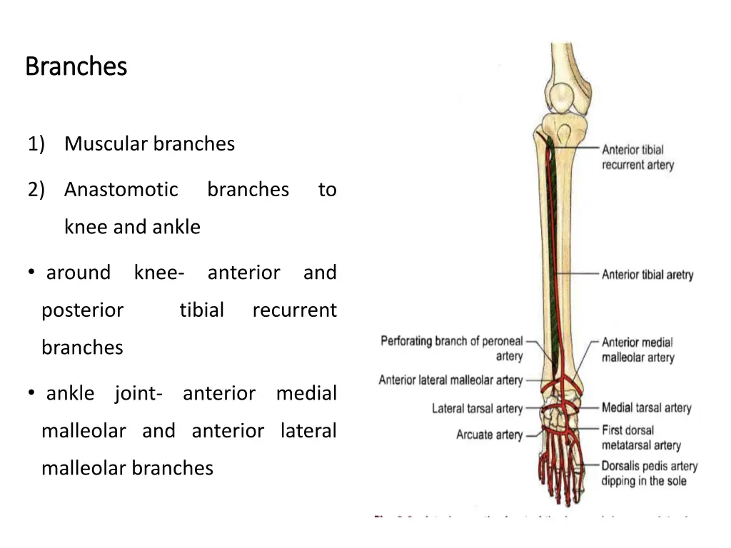 branches branches