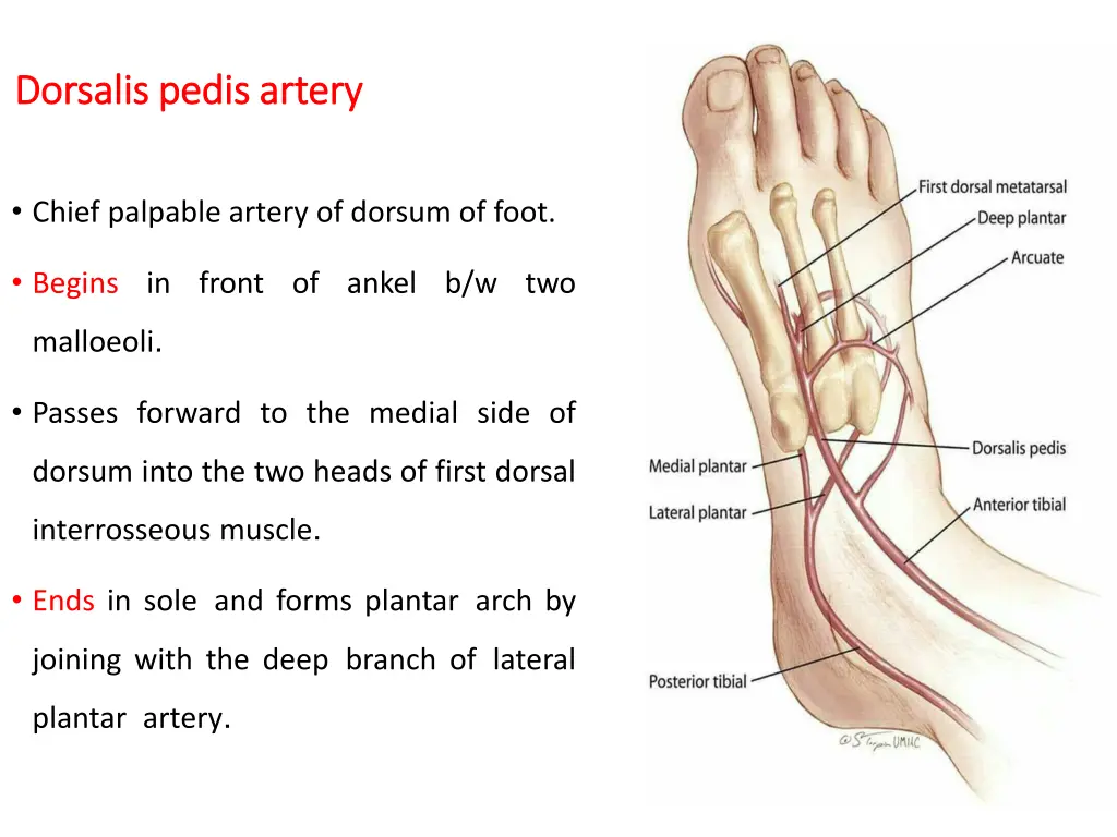 dorsalis pedis artery dorsalis pedis artery