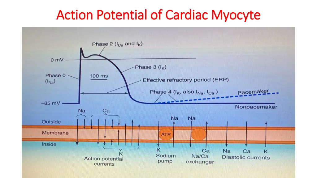 action potential of cardiac myocyte action 1
