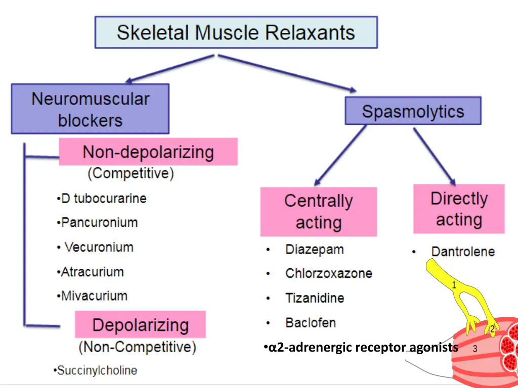 2 adrenergic receptor agonists