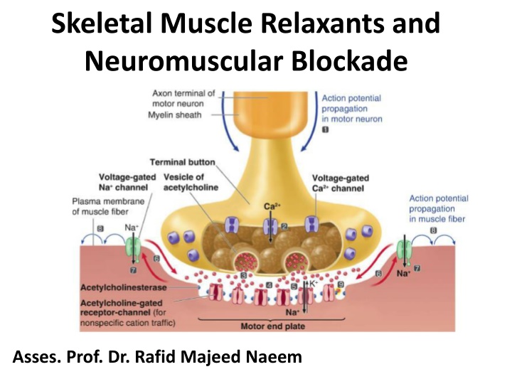 skeletal muscle relaxants and neuromuscular