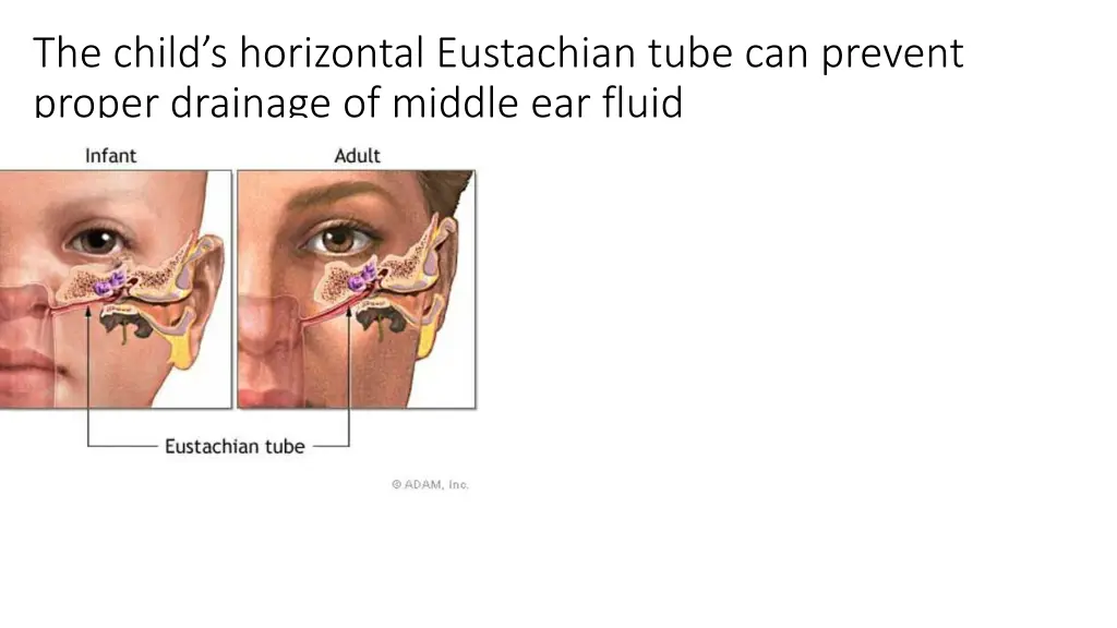 the child s horizontal eustachian tube
