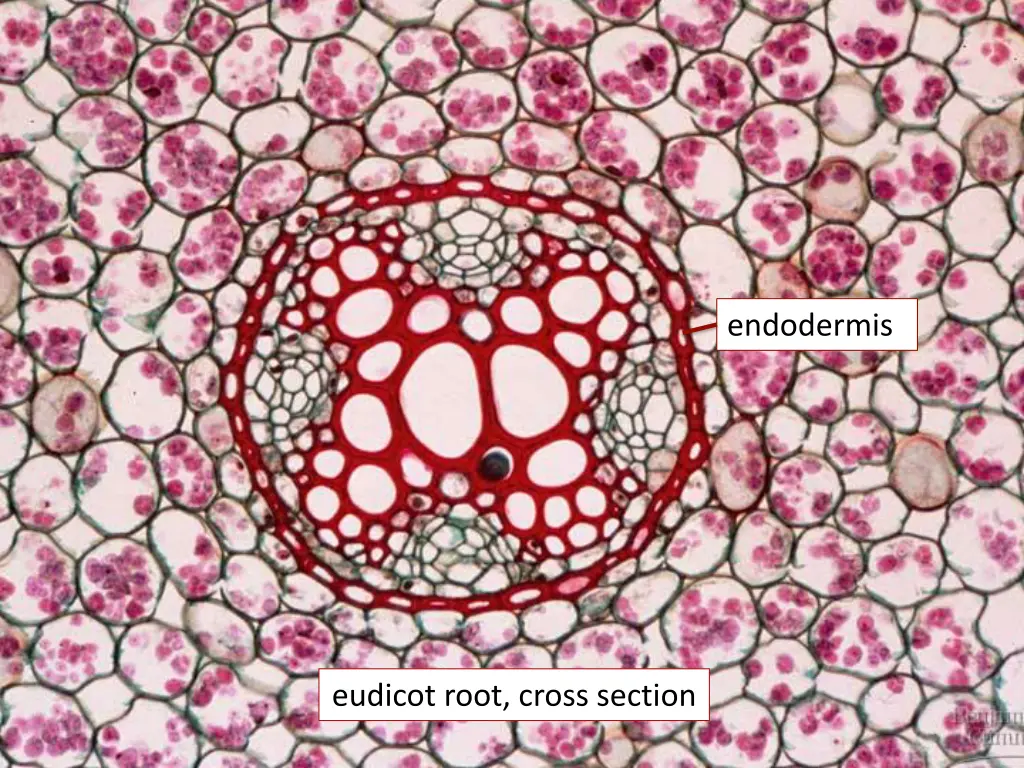 endodermis