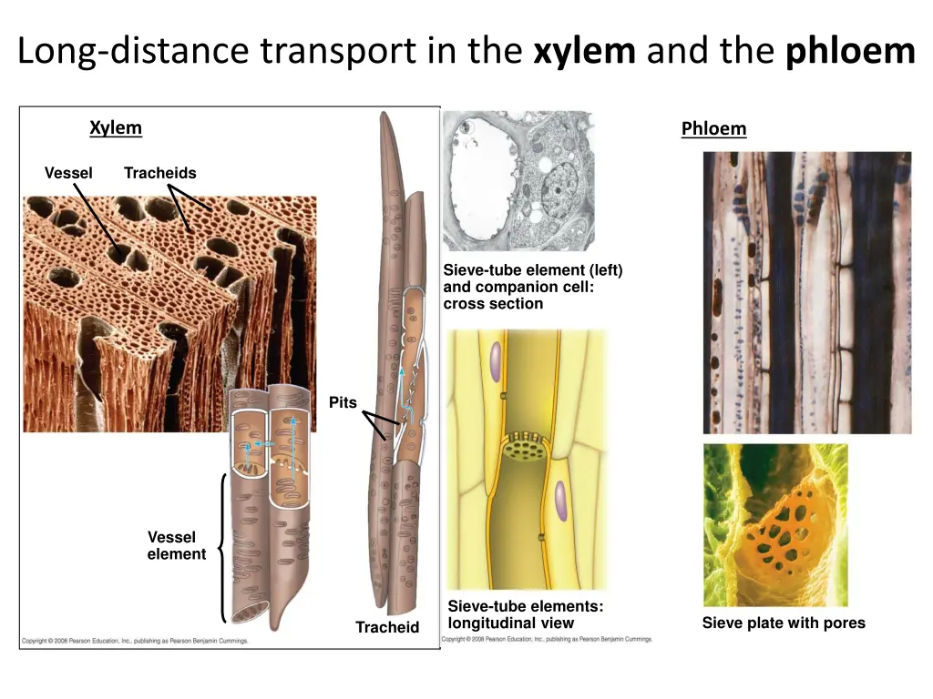 long distance transport in the xylem