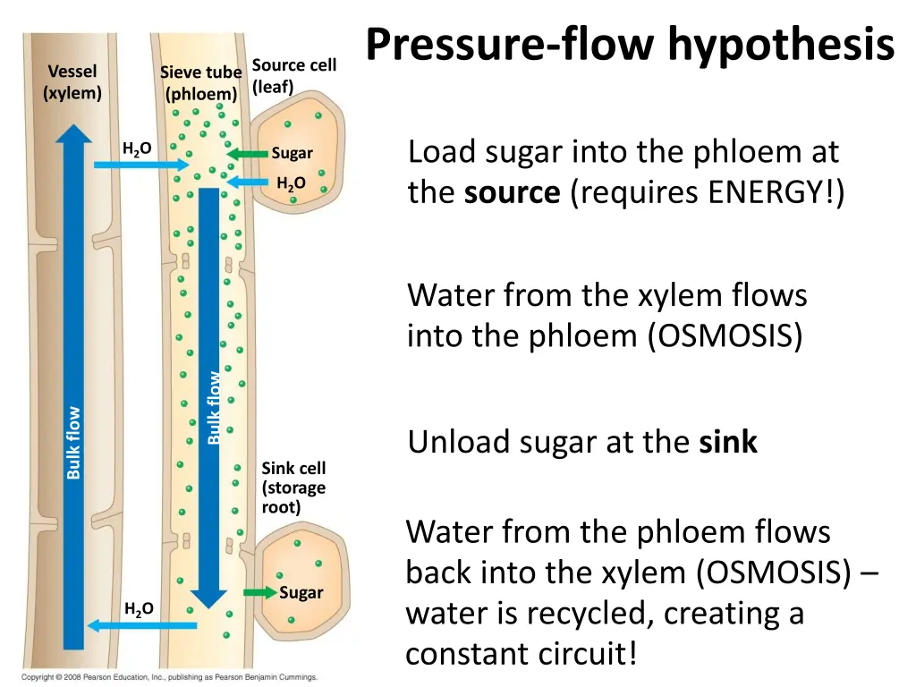 pressure flow hypothesis