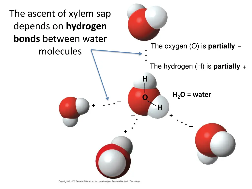 the ascent of xylem sap depends on hydrogen bonds