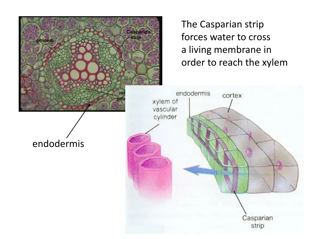 the casparian strip forces water to cross