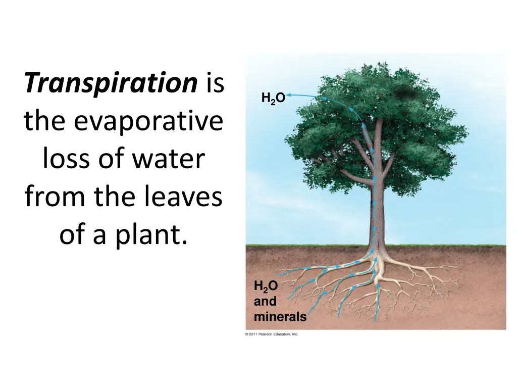 transpiration is the evaporative loss of water