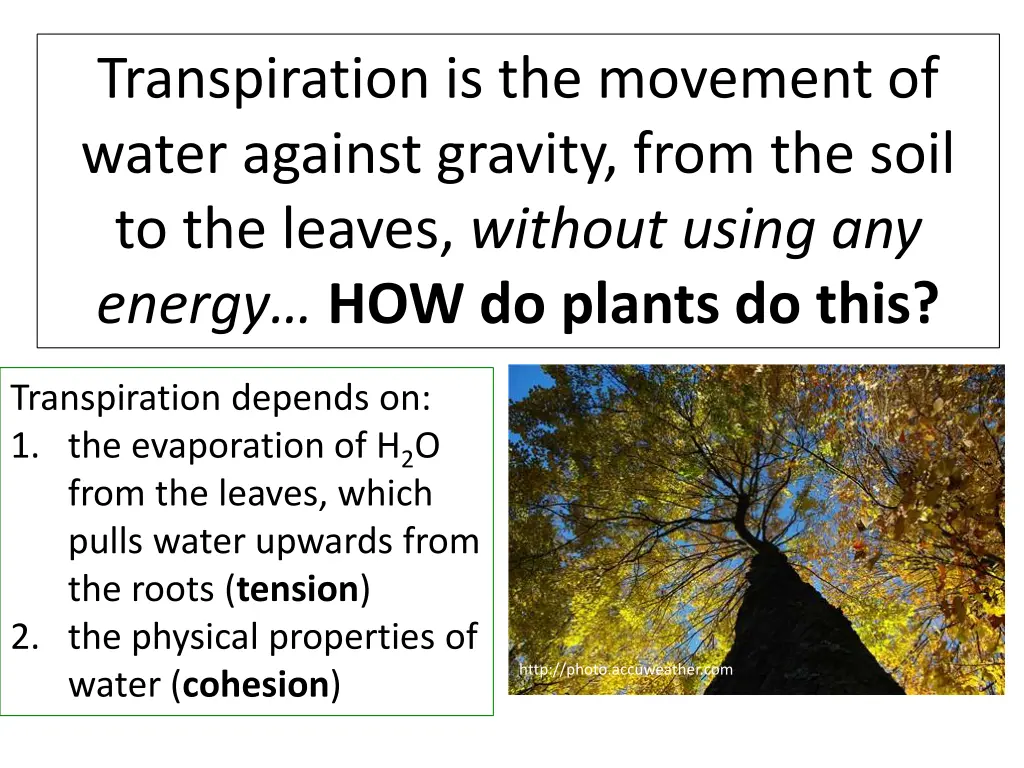 transpiration is the movement of water against 1
