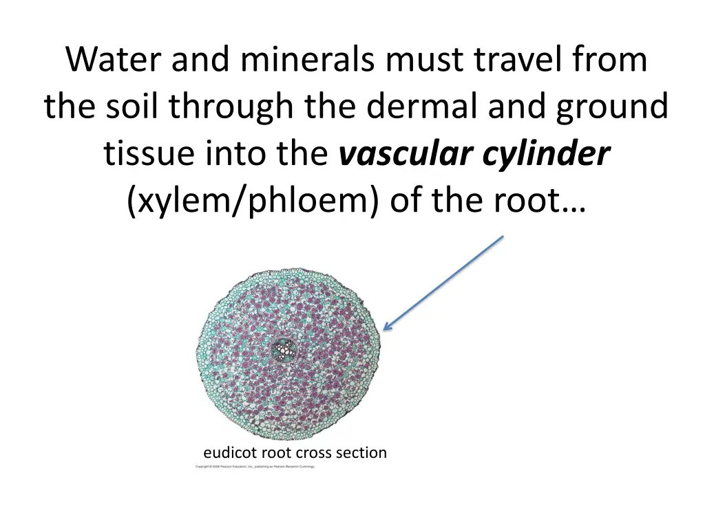 water and minerals must travel from the soil