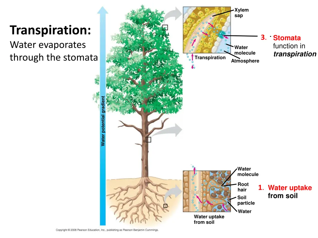 xylem sap 1