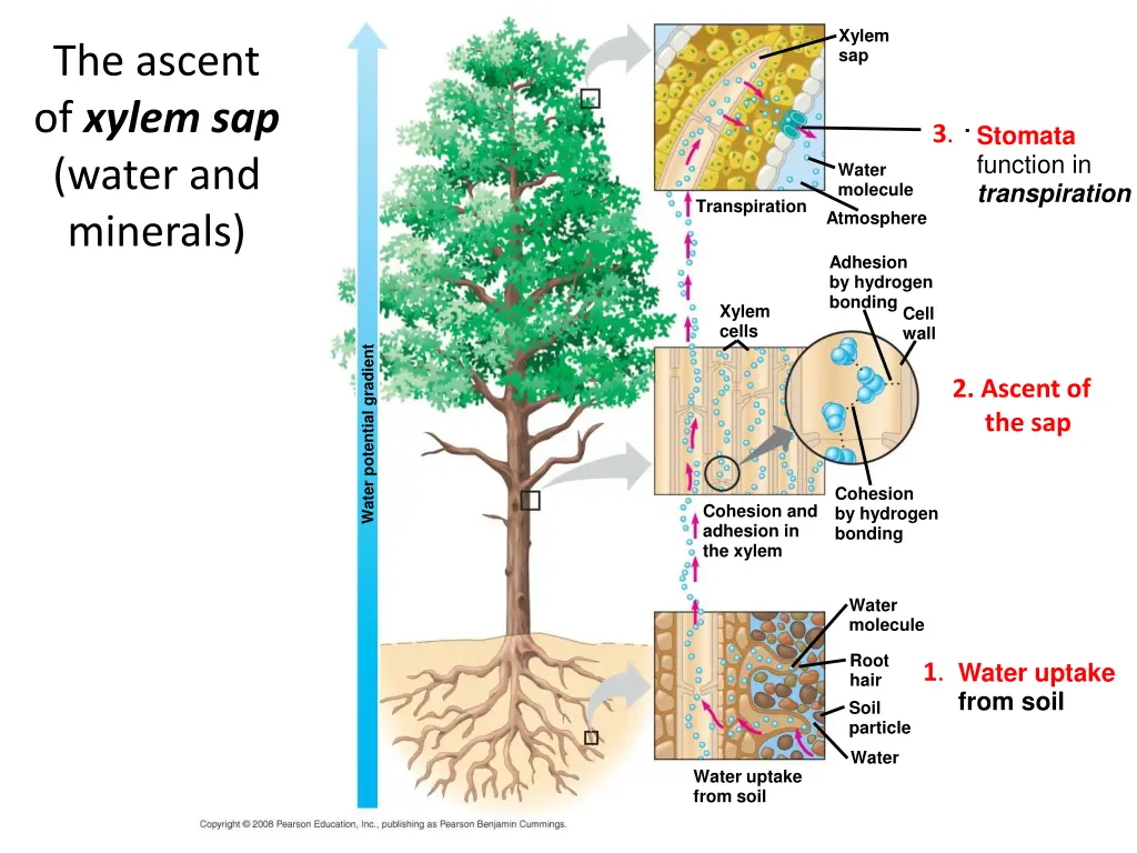 xylem sap 2